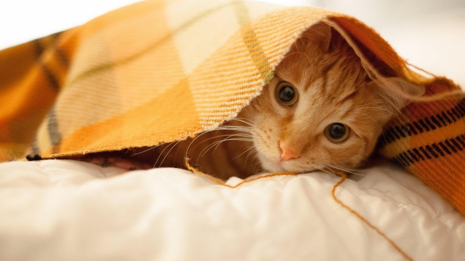 九游APP官网-中甲联赛加强中场节奏控制训练提升比赛主导力，节奏型中场