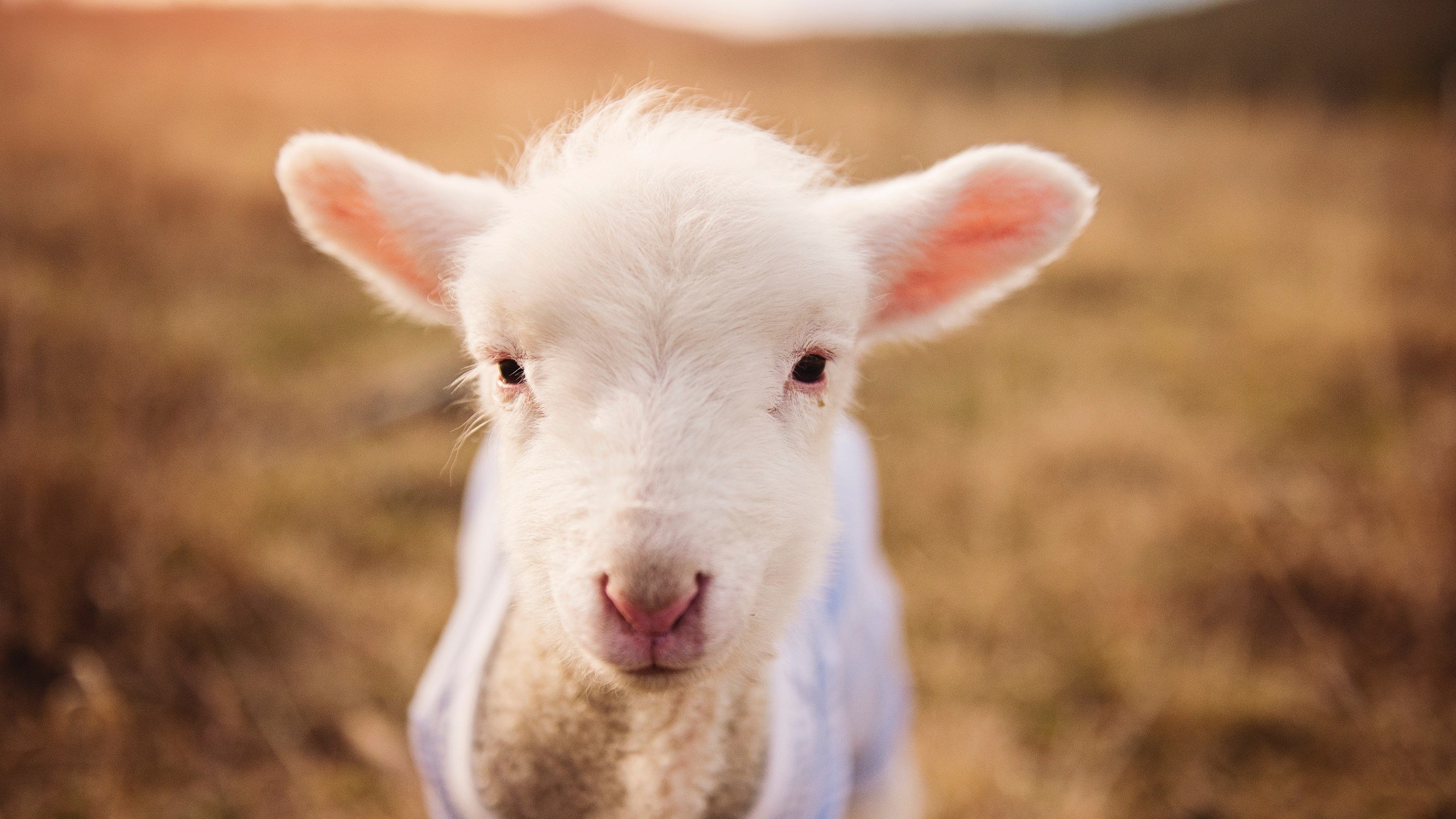 九游9游-国际球队备战2026世界杯，集训营开放，强度空前，国际世界足球杯