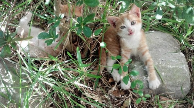 九游官网下载电脑版-女子国家队通过短期专题营提升专项技能效果，国家队女子短跑