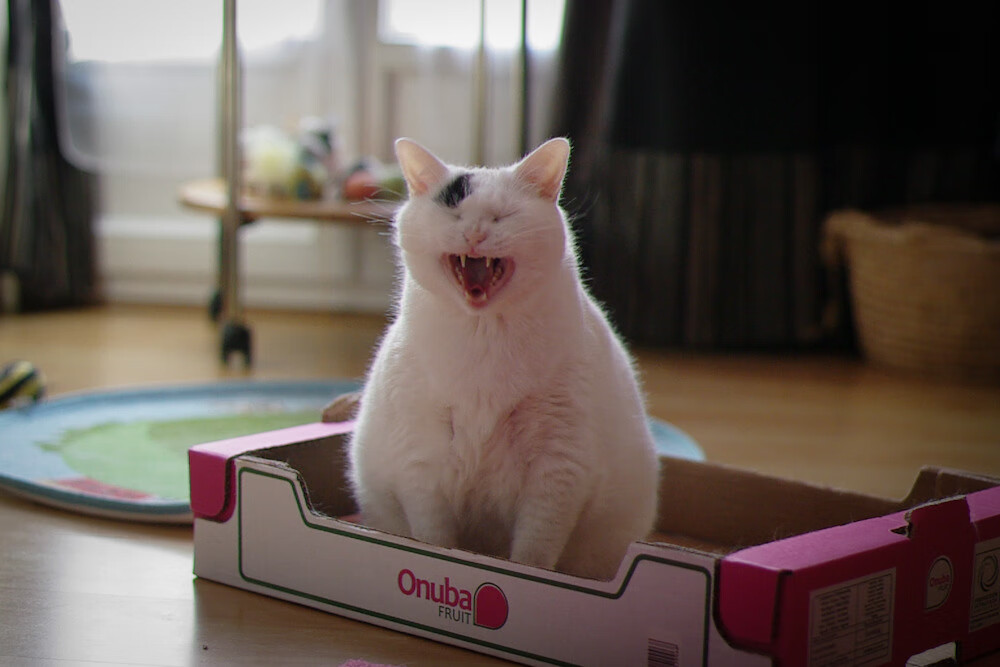 JiuyouAPP下载-蛙泳短途决胜 切拉苏奥洛节奏完美，蛙泳奥运视频