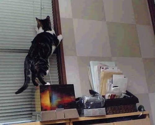 九游sports-西甲神级扑救：门神实力彰显！，意甲门神