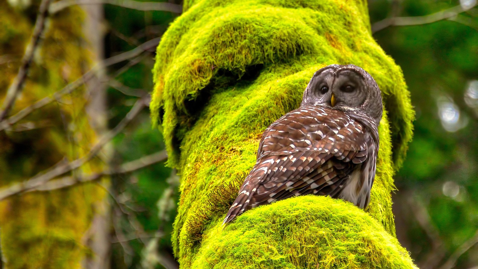九游下载官网-马刺公布赛季目标以团队精神打出精彩篮球，nba 马刺队